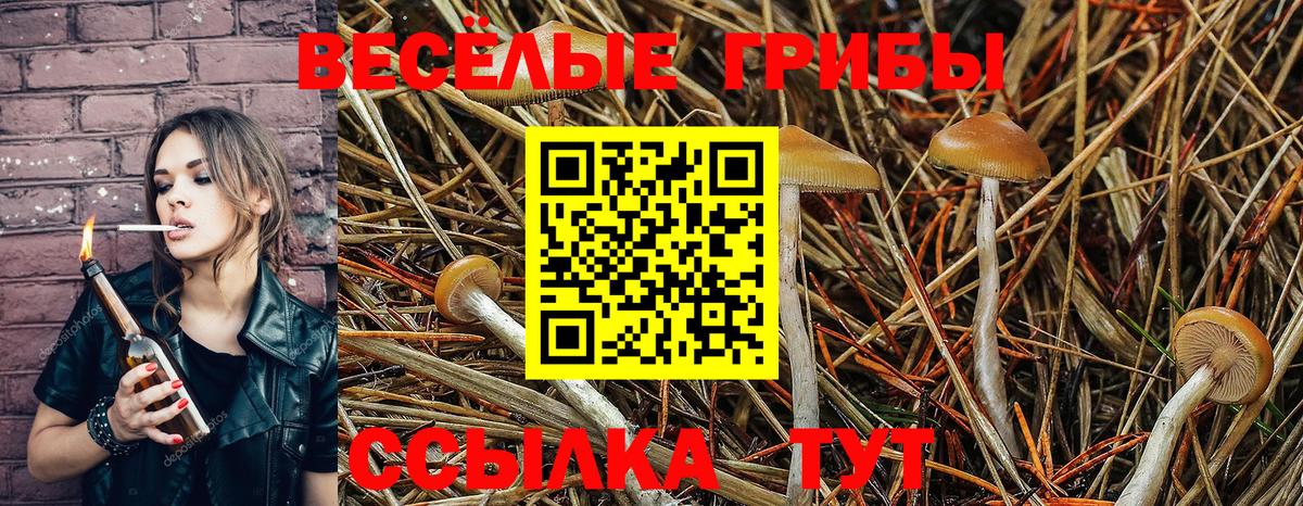 Галлюциногенные грибы Psilocybine cubensis Аксай